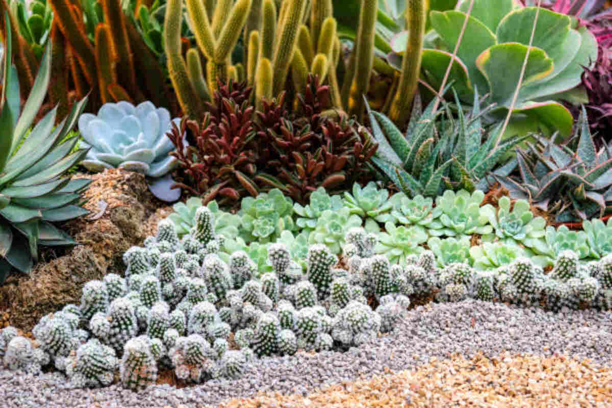 Succulent Garden Ideas For Your Front Yard